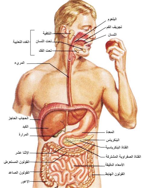 صور و مواصفات جوال بانتيك مارودر pantech marauder بالصور اسعار و مواصفات هاتف بانتيك pantech discover بالصور البحرين : صور جسم الانسان , ماهي مكونات جسم الانسان - كارز