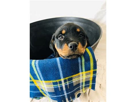 Check spelling or type a new query. Rottweiler DOG Black / Mahogany ID:2936007 Located at ...