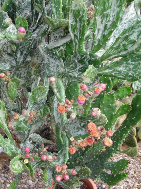 How much sunlight does a christmas cactus need? Opuntia monacantha f. variegata | Succulents, Cactus ...