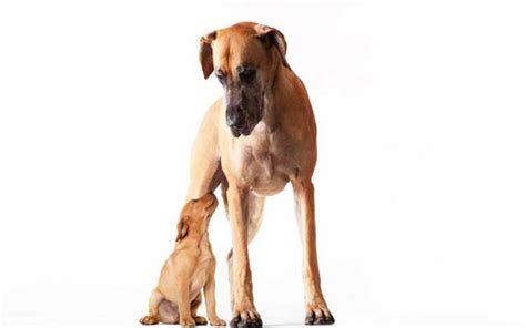 Find your ideal great dane from euro puppy, we have been working with the best breeders for many years so you can enjoy total peace of mind that you will get the perfect puppy. Rare green puppy born to Colorado Great Dane