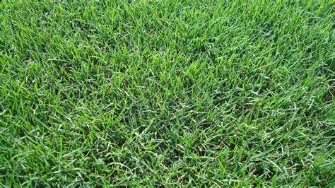 How much water your lawn needs really depends on how much shade the lawn receives, the soil type, as well as the type of grass growing there. Let's Talk Grass | Texas Landscape Magazine