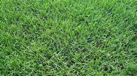 The zoysia matrella types have a much finer leaf texture that texas bluegrass is the result of crossing kentucky bluegrass with native texas bluegrass. Let's Talk Grass | Texas Landscape Magazine