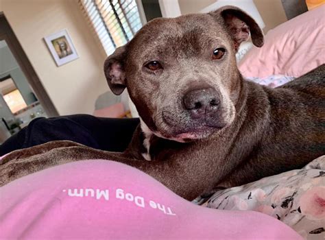 The cancer cells can spread to other areas of the body such as lymph nodes, bones, and. Your Dog's Cough - Causes, Symptoms, Diagnosis and ...