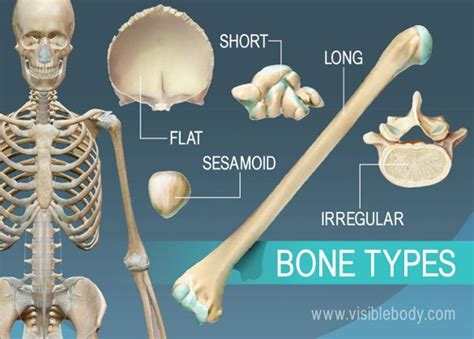 As these muscles extend toward the front of the ribs, they become tapered, and at this point are referred to as the. Types of Bones | Learn Skeleton Anatomy | Types of bones ...