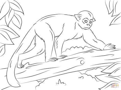 Free printable squirrel coloring pages and download free squirrel coloring pages along with coloring pages for other activities and coloring sheets. Squirrel Monkey on A Tree coloring page | Free Printable ...