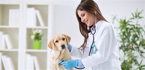 Veterinarians and veterinary technicians are required to renew their licenses, and they do so by obtaining continuing education credits through a online learning and free continuing education (ce) from tvma.tvma is proud to provide its professional members with online learning and dozens. What to Do If You're Hit With a Huge Vet Bill | Credit Karma