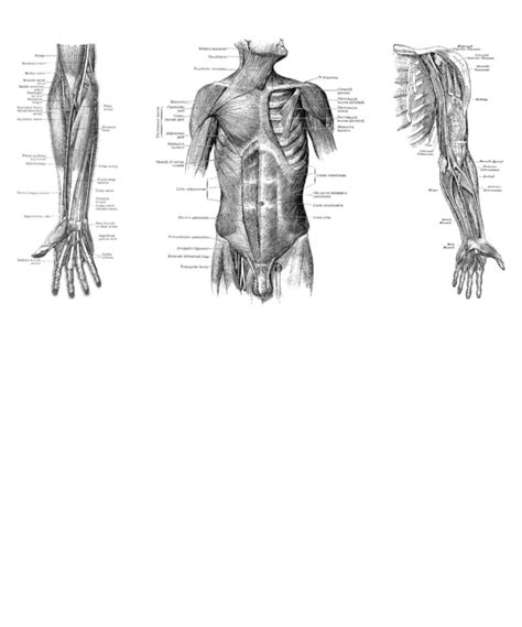 Muscles of the torso & upper arm. Male Upper Torso Anatomy / File Man Shadow Anatomy Svg ...