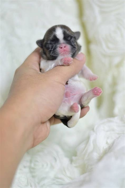 Newborn black shih tzu puppy. Cute Newborn Imperial Shih Tzu Puppy | Shih tzu dog, Cute ...