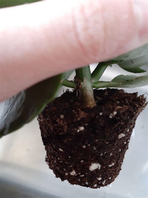 In winter, when little flowering among all flowering species are found, and not blooming species. What's wrong with my Kalanchoe? : plantclinic