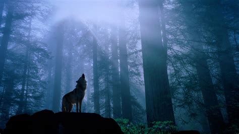 Follow the vibe and change your wallpaper every day! Wolf Wallpapers 1920x1080 - Wallpaper Cave