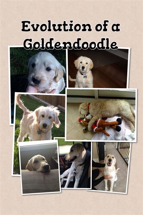 We did not find results for: Evolution of a #goldendoodle #beforeandafter and snowy's awkward stages! | Goldendoodle, Animals ...