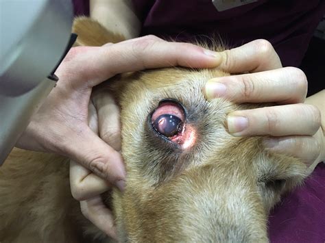 The clear surface of the eye is called the cornea, and because it is the. Corneal Ulcers - Mount Pleasant Vet Group