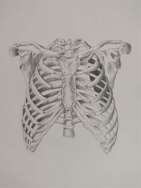 Anatomy final.torsostudy by quackamos on deviantart. Torso bone anatomy reference | Anatomy bones, Anatomy art ...