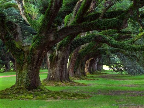 Real Nature with Greenery Background Wallpaper - windows ...