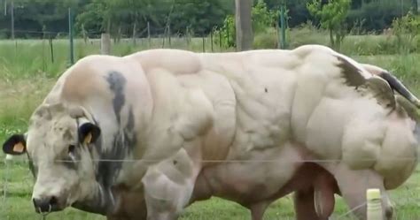 A random mutation endowed the belgian blue bulls with incredibly large muscles and only in 1997 scientists were able to. Twitter | Belgian blue cattle, Bull, Breeds