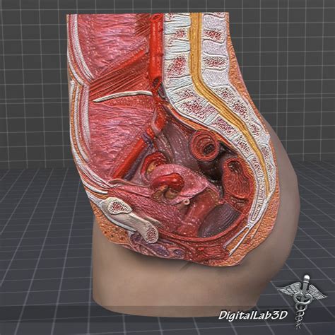 Jump to navigation jump to search. Female Pelvis 3D Model in Anatomy 3DExport