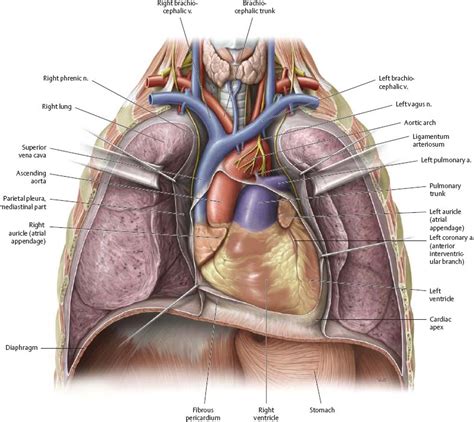 The heart pumps blood through the network of arteries. Mediastinum - Atlas of Anatomy