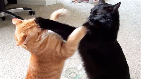 Start date oct 31, 2009. Black Friday cat fight: Things get wild as discounts soar ...