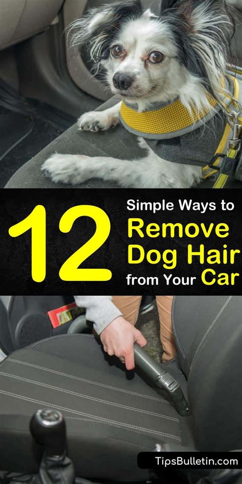 From using rubber gloves on your furniture to. 12 Simple Ways to Remove Dog Hair from Your Car in 2020 ...