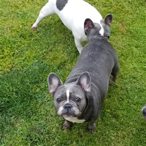 Rescue dog luna (pictured), who lives with owner eli mumm in denver, colorado, suffered a spinal cord injury when she younger and has not been able to use adorable video shows paraplegic french bulldog dragging herself by her front legs to play with the family cat before her life is transformed by a. French bulldog puppies Los Angeles CA For Sale | French ...
