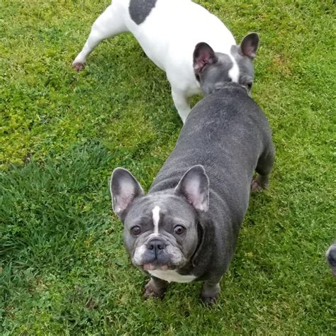 We do not allow los angeles breeders, adoption centers, rescues or shelters to list french bulldogs for free in los angeles. French bulldog puppies Los Angeles CA For Sale | French ...