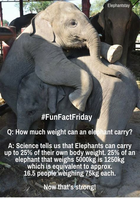 The llama, the alpaca, the guanaco. Fact: How much weight can an #elephant carry? Science ...