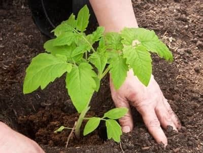 If you have a ph / moisture meter similar to the one i recommend above, here is how to use it What Type of Soil is Best for Tomatoes? - Greenhouse Today