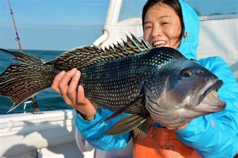 The black sea bass, centropristis striata. Reel Deal black sea bass fishing - Picture of Reel Deal ...