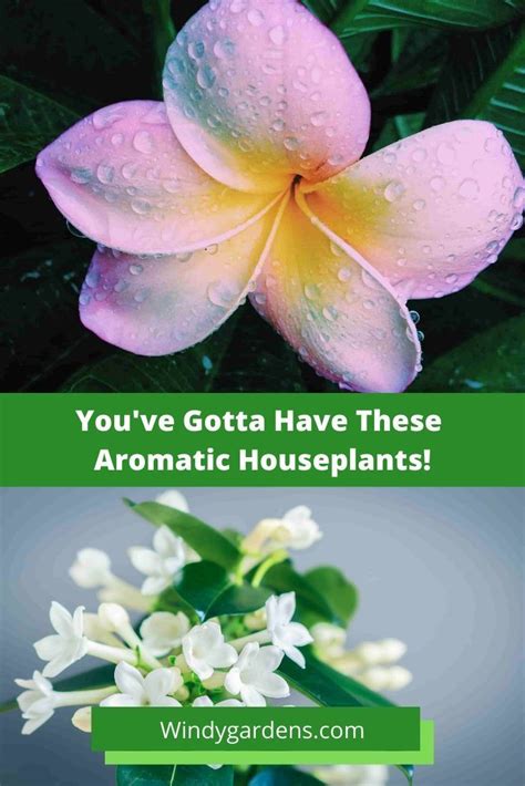 Flowers that smell good indoor. Houseplants That Smell So Good You Want Them | Houseplants ...