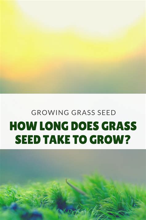 Hard work always gives sweet rewards. How Long Does Grass Seed Take to Grow? | Peak Yard | Grass ...