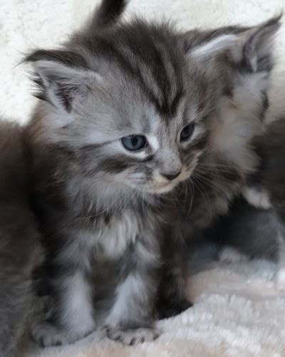 Available european maine coon kittens. Maine Coon Kittens For Available