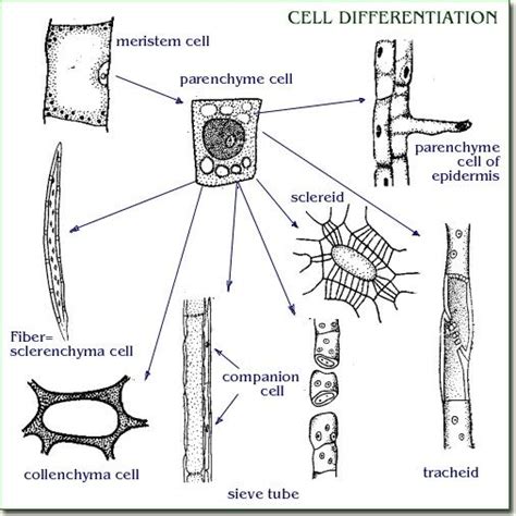 We did not find results for: Pin by Sue Moss on plant tissue | Plant tissue, Epidermis ...