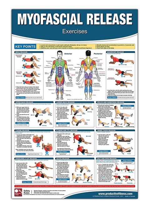 Muscle charts and stretching tips: Myofascial Release Chart/Poster; Foam Rolling Chart ...