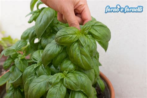 Controindicazioni e potenziali effetti negativi. Come conservare il basilico per l'inverno, passo passo