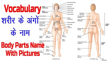 A letter to a new friend: Body Parts Name with Picture and Hindi Meaning !! ENGLISH ...