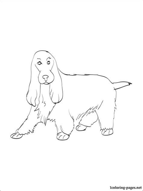 1877 best english springer spaniel images from english springer spaniel coloring pages. English Springer Spaniel Coloring Pages at GetColorings ...