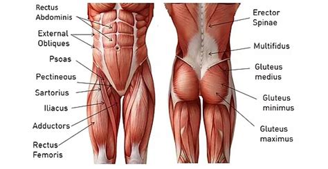 Major muscles of the body, with their common names and scientific (latin) names your job is to diagram and label the major muscle groups, for both the anterior (frontal) view and the. 9 Common Core Training Mistakes Athletes Make And How To ...