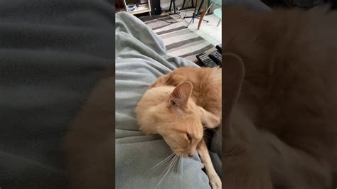 Whew, luckily, everything seems to be all right. Cat Lap - YouTube