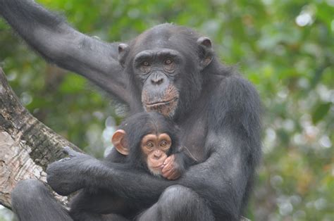 If you don't want to share, here's what the stats say. At Long Last, Testing on Chimps to End in the United ...