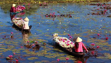 Situata in una posizione molto favorevole della penisola sorrentina, a pochi chilometri sia da sorrento che da pompei e dalle altre aree di interesse turistico, come amalfi, positano e tutta la. La raccolta dei fiori di loto è l'evento più bello e ...