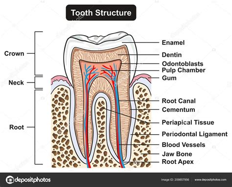 They build the entire picture, improve your understanding, consolidate the information and facilitate recall. Cross section of tooth | Labeled Tooth Cross Section ...