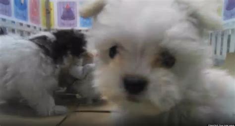 Thanks to various livestreaming services, you can keep your eye on these animals, no matter where you are! North Shore Animal League Live Puppy Cam Shows Dogs ...