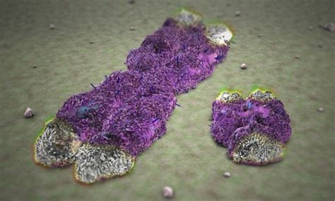 How long ago was adam and eve. 'Adam and Eve' sex genes formed 180 million years ago ...