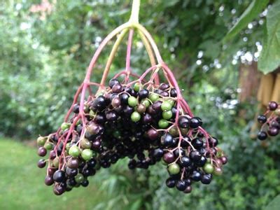 Check spelling or type a new query. Holunder-Strauch im Garten setzen - Blüten und Beeren ernten