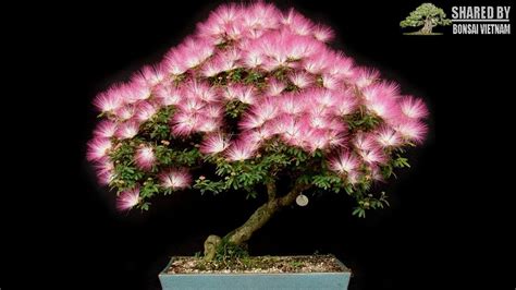 Lão công, đầu quả tim sủng. Cây Kiều Hùng bonsai đẹp hoàn hảo của nghệ nhân Tây Ban ...