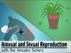 Allele, gene locus, and chromosome. Amoeba Sisters Handouts - Science with The Amoeba Sisters