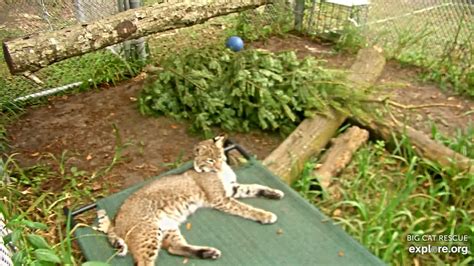 Dec 29, 2016 · pet owners are usually not required to clean an incision, but sykes says it's important to keep an eye on it to make sure it's healing properly. bobcat is trying to keep its eyes open at the Bobcat Rehab ...