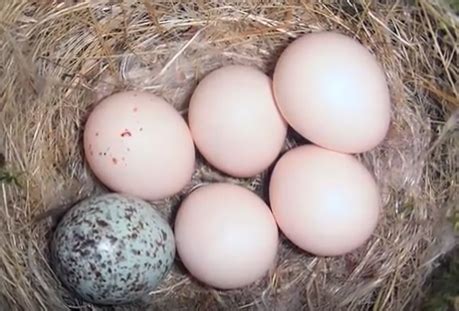 We did not find results for: How to Tell if Eggs Are Fresh, How to Cook Eggs, Eggs ...