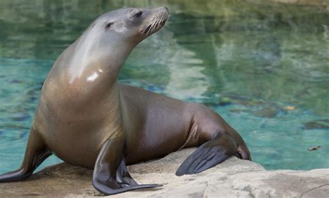 Sealion cargo is moving cargo 24 hours of the day, seven days a week. Sea lion