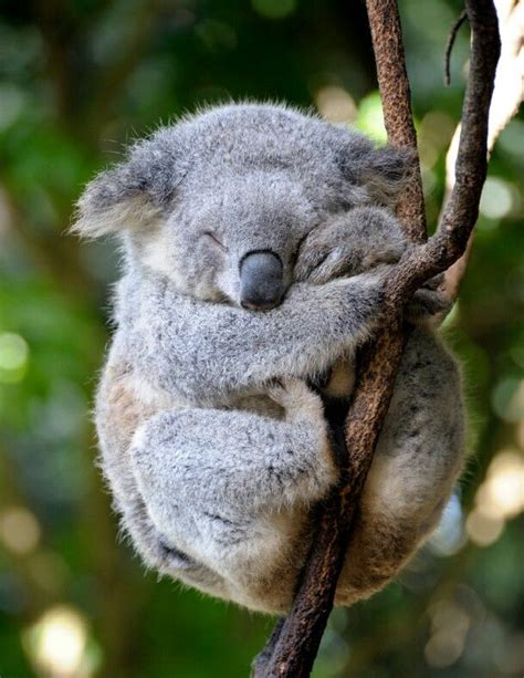 Koalas fressen ausschließlich eukalyptusblätter und eukalyptusrinde. Koala!!!!!!!!!!!!!!!!!! | Süße tiere, Babytiere, Koala bären